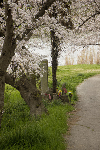 Illustration for article titled Random Walk Around My Place #2: Sakura Edition